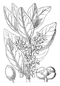 这是一个模拟橄榄的形象。有果子和花能看见。果为椭圆形, 复古线画或雕刻插图