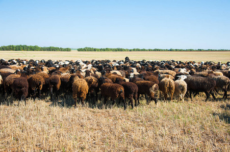 羊群在草地上。绵羊赛跑