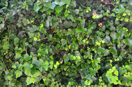 绿色叶子的背景自然墙壁。自然背景纹理