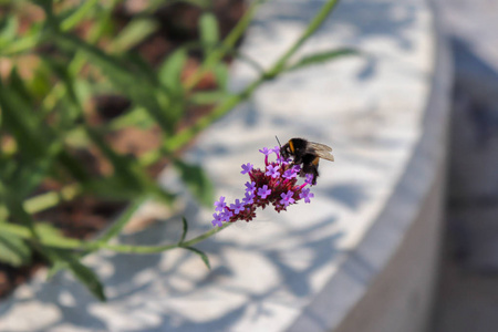 蜜蜂在紫罗兰花上收集花粉。分会在城市公园里。蜜蜂和花朵的宏观照片