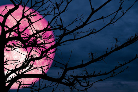 超级全粉红色的月亮背面剪影分支干燥的夜云, 这个形象的元素由 Nasa 提供