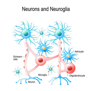 神经元和胶质细胞。胶质细胞是大脑中的非神经细胞细胞。有不同类型的胶质细胞 少突胶质, 小胶质, 星形胶质细胞和旺体细胞。教育