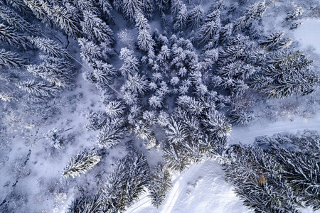 阳光明媚的冬日白雪覆盖森林的鸟瞰图