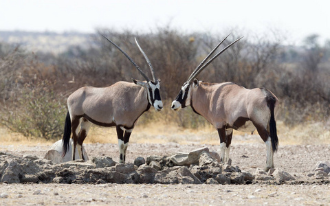 博茨瓦纳喀拉哈拉沙漠水坑的羚羊