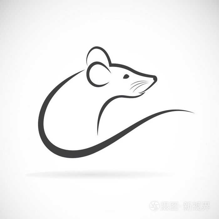 向量的白色背景上的大鼠设计