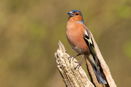 ChaffinchFringilla Coelebs