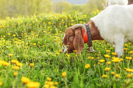 盎格鲁努比亚山羊吃草在草甸充满蒲公英在午后日落光