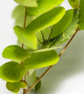 第五期常见 nawab 蝶 Polyura athamas 在寄主植物叶片上行走的毛虫