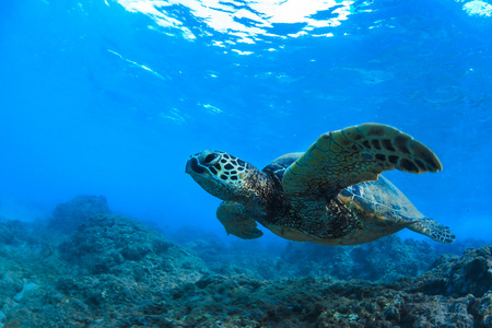 海龟水下在蓝色的海洋