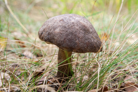 森林蘑菇棕色盖牛肝菌生长在秋天的树林间落叶 苔藓和青草。食用蘑菇湾牛肝菌 牛肝菌纤维素 在阳光明媚的秋日在木头上