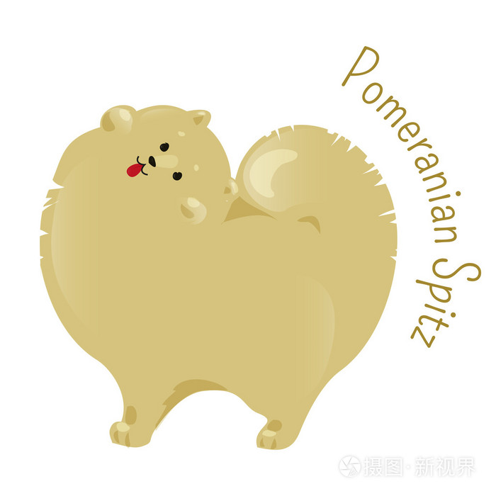 白色背景上孤立的博美犬施皮茨