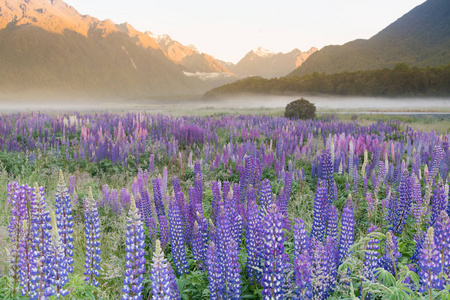 紫卢平盛开的花朵与晨色调和山背景, 新西兰夏季自然景观