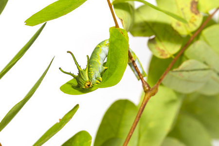 第五期常见 nawab 蝶 Polyura athamas 在寄主植物叶片上行走的毛虫