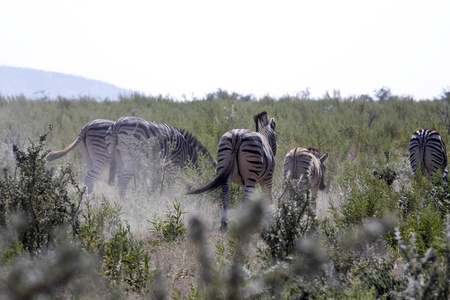 Damara Zebra Equus Burchelli Antiquorum in Pasture etosha na