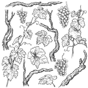 黑白分开的葡萄树枝和藤蔓的元素。手画的葡萄束, 树干和叶子被隔绝在白色背景。矢量草图