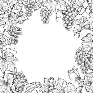 单色方形框架, 由葡萄枝和浆果制成。手画的葡萄束和叶子。黑白边框, 文本为空格。矢量草图