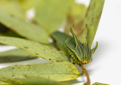 第五期常见 nawab 蝶 Polyura athamas 在寄主植物叶片上行走的毛虫