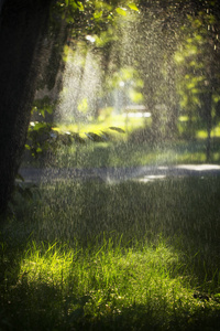 雨在森林里, 潮湿的叶子在前景, 背景的图片和雨滴在焦点