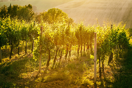 意大利马尔凯的葡萄园行图片