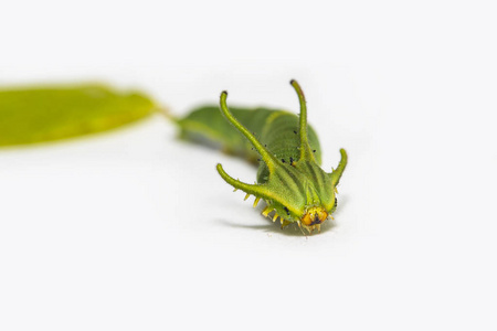 第五阶段普通 nawab 蝶 Polyura athamas 的毛虫在白色地板上行走