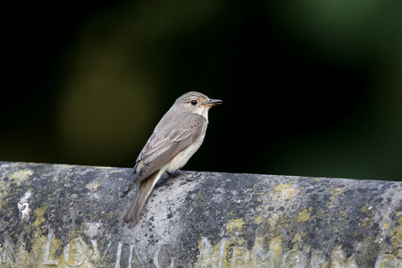 斑的鹟，muscicapa 芨