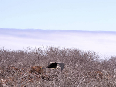 女性华丽的 frigatebird, Fregata magnificens, 在巢, 北西摩, 加拉帕戈斯群岛, 厄瓜多尔