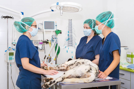 手术室兽医组准备一只狗做手术