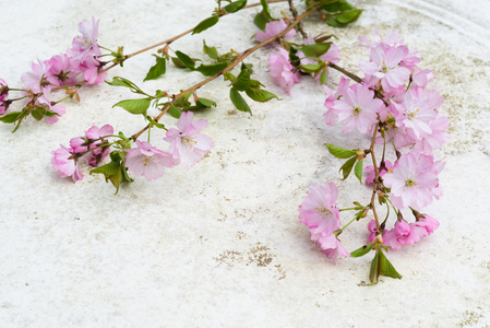 鸟瞰图粉红色日本樱花树枝上的老式桌子