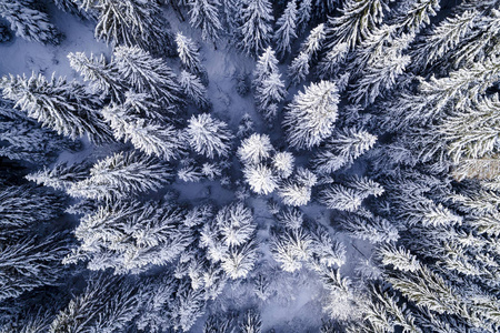 阳光明媚的冬日白雪覆盖森林的鸟瞰图