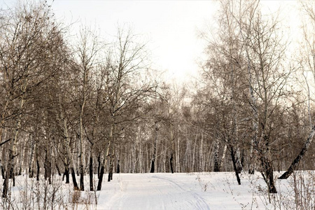美丽的冬天桦木森林图片