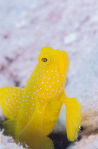 住在 Miyakojima 黄色 shirmpgoby