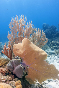 洪都拉斯罗阿坦岛海岸 Carbiiean 海域的珊瑚礁