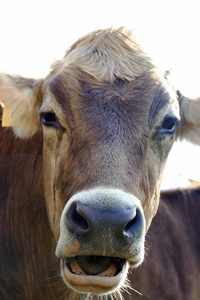 在巴伐利亚的年轻的褐色牛的脸
