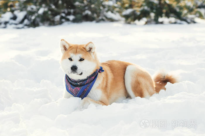 红秋田犬狗在雪地里玩耍