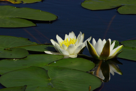 芽的池塘水面上的白色百合花