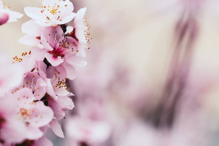 在模糊的花背景上开花杏树