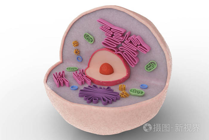 人体细胞解剖结构在白色背景下分离.3d 渲染插图