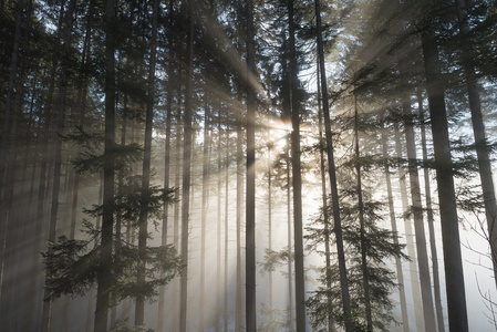 在雾气弥漫的森林中的阳光