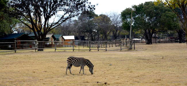 在南非国家公园草地斑马