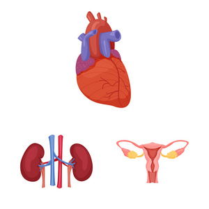 人体和人体标志的矢量例证。一套身体和医疗股票向量例证