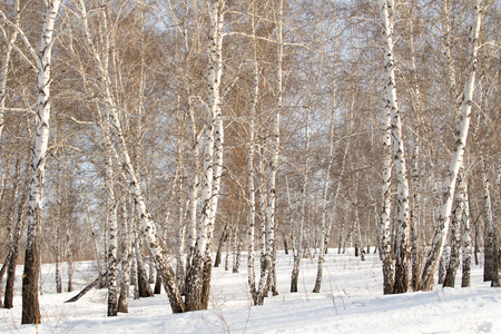 美丽的冬天桦木森林