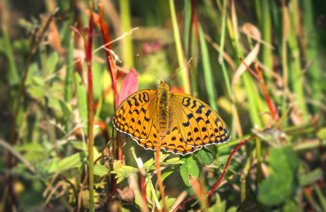 绿色自然的高棕色川贝蝴蝶与张开的橙色翼