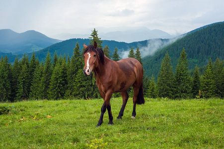 大雨后, 在高山牧场放牧的马。山的背景下美丽的绿色牧场的图片