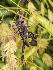 黑鞍囊, Tramea lacerata 是一个品种的撇嘴蜻蜓发现在北部来自美国