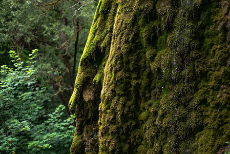 小溪从上面的悬崖上流过森林中的苔藓在夏天。特写