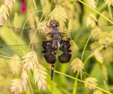 黑鞍囊, Tramea lacerata 是一个品种的撇嘴蜻蜓发现在北部来自美国