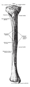 这个插图代表胫骨从前, 复古线画或雕刻插图