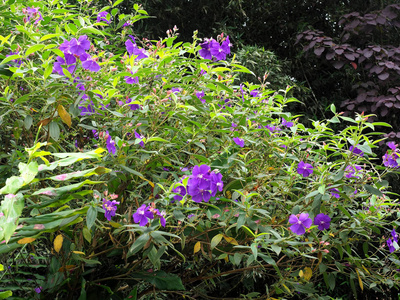 蓝色花卉热带植物, Mindo, 厄瓜多尔