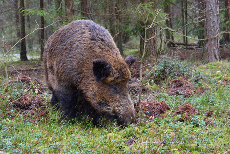 在绿色森林中漫步的大野猪