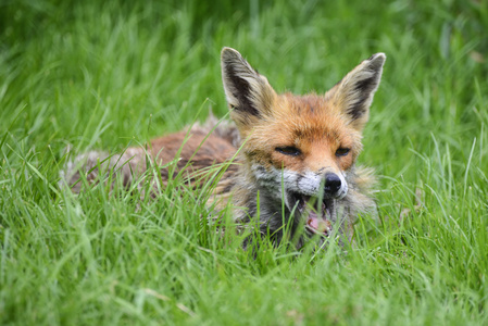 令人惊叹的图像的赤狐 vulpes vulpes 在郁郁葱葱的夏天农村